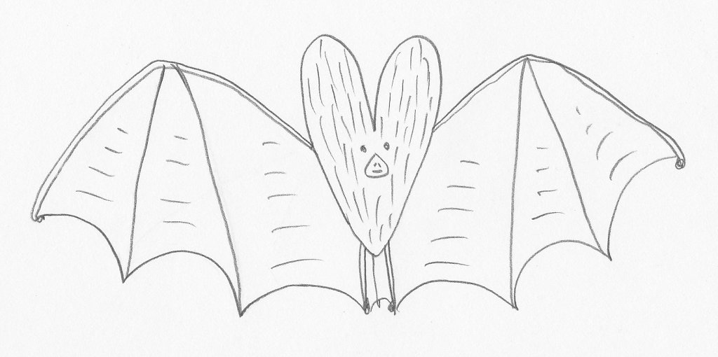chauve-souris.jpg