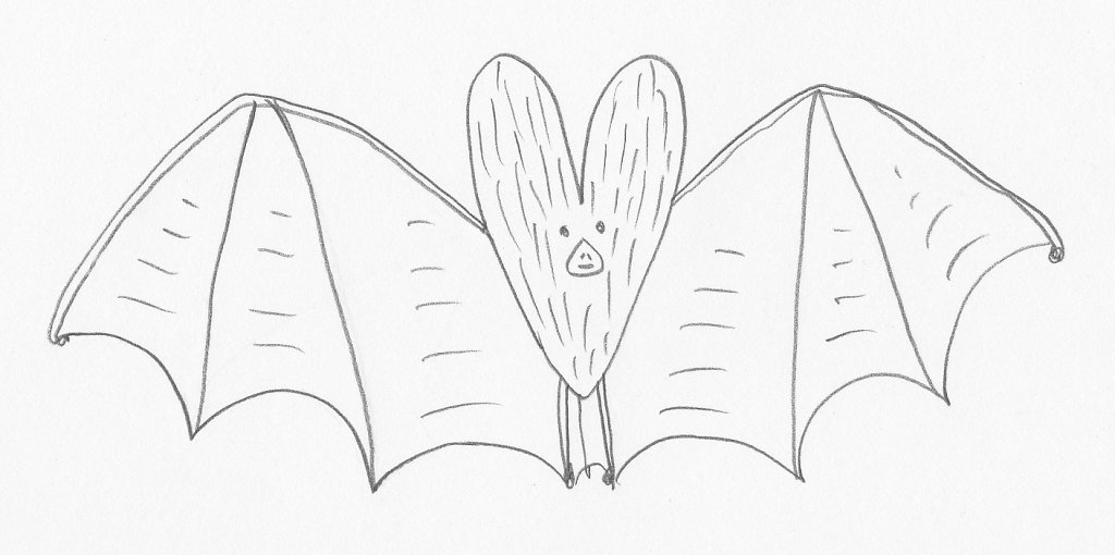 chauve-souris.jpg